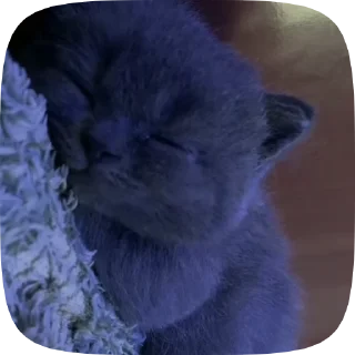 Caat 2.0