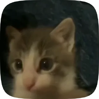 Caat 2.0