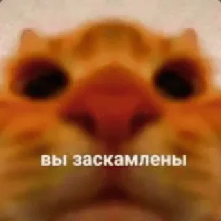 fawwww