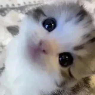 @thebunnypost